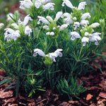 Dracocephalum argunense Fuji White Dragonhead