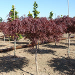 Acer palmatum dissectum Red Dragon Red Dragon Japanese Maple