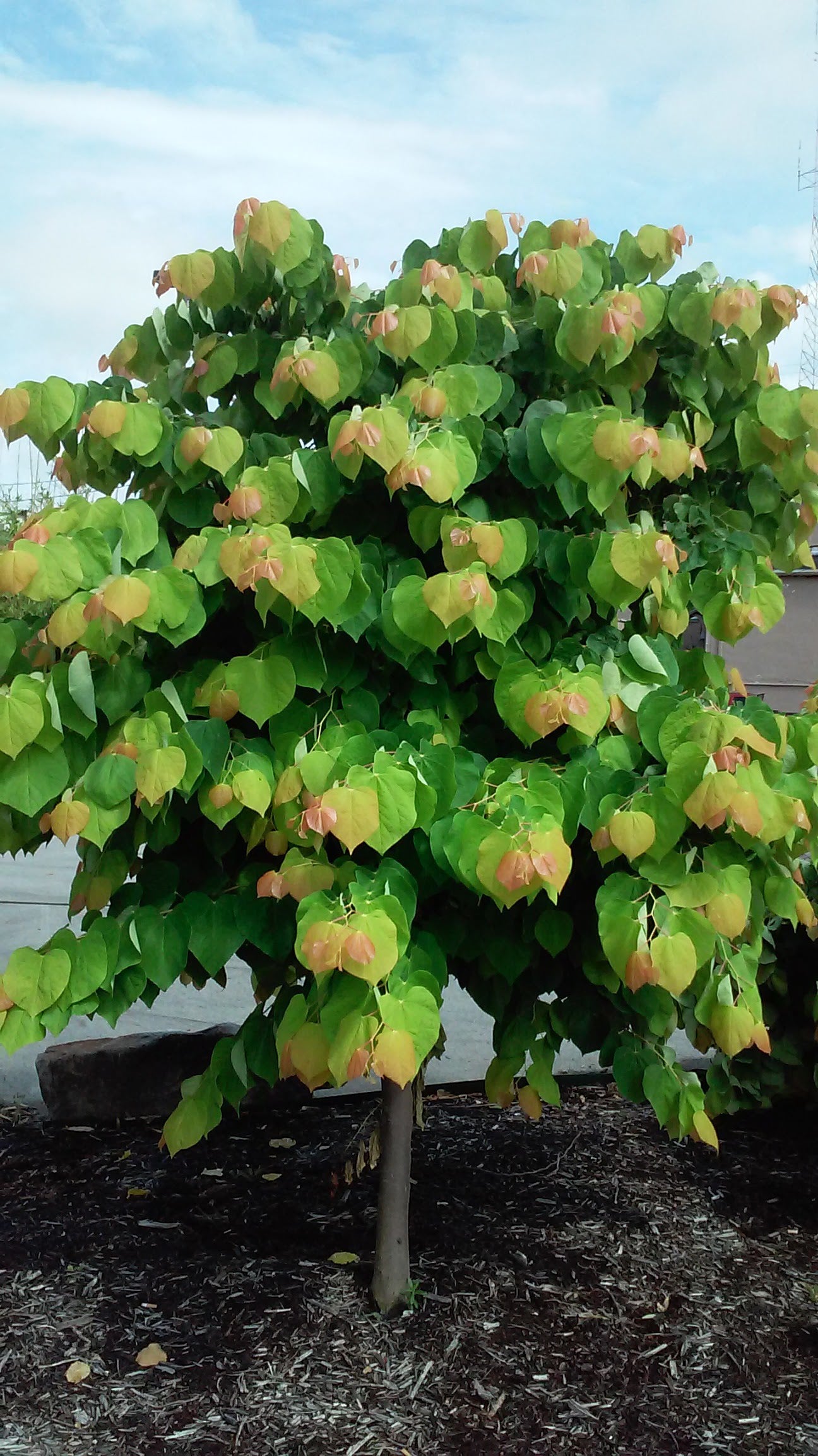 Cercis canadensis The Rising Sun JN2 PP21451 The Rising Sun Redbud