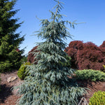 Picea engelmannii Bush's Lace Bush's Lace Englemann Spruce
