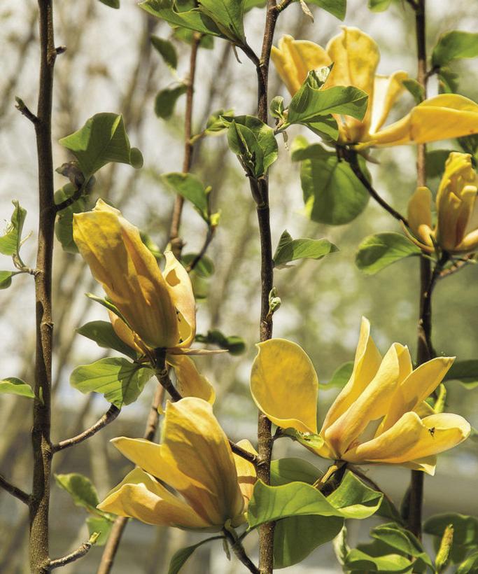 Magnolia x Judy Zuk Judy Zuk Magnolia
