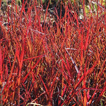 Andropogon gerardii Red October PPAF Big Blue Stem