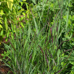 Panicum virgatum Ruby Ribbons RR1 PP17944 Ruby Ribbons Switch Grass
