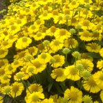 Helenium autumnale Mariachi Sombrero Sombrero PPAF Sombrero Sneezeweed