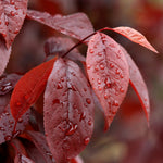 Prunus cerasifera Thundercloud Thundercloud Cherry Plum
