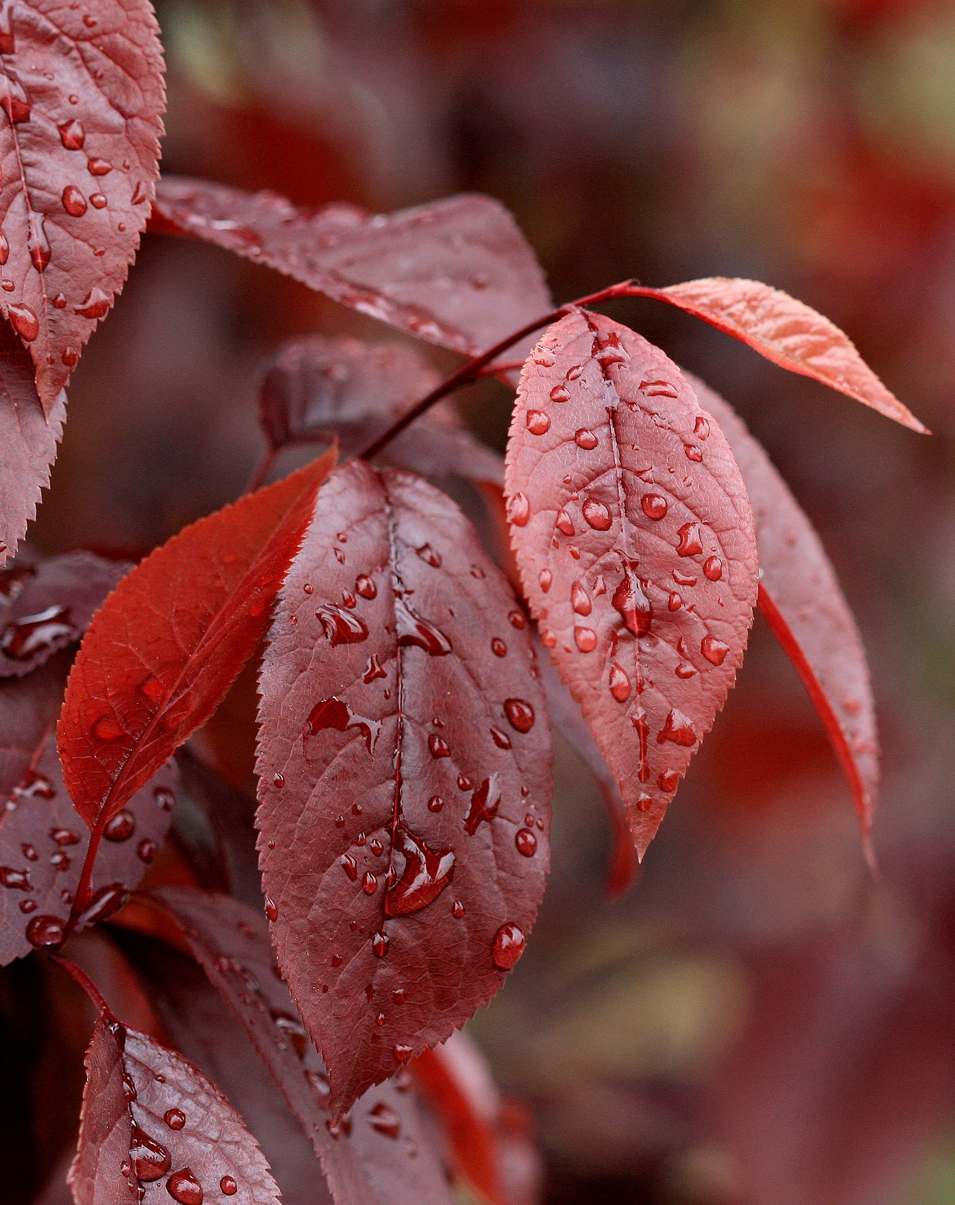Prunus cerasifera Thundercloud Thundercloud Cherry Plum