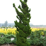 Chamaecyparis obtusa Spiralis Hinoki Falsecypress