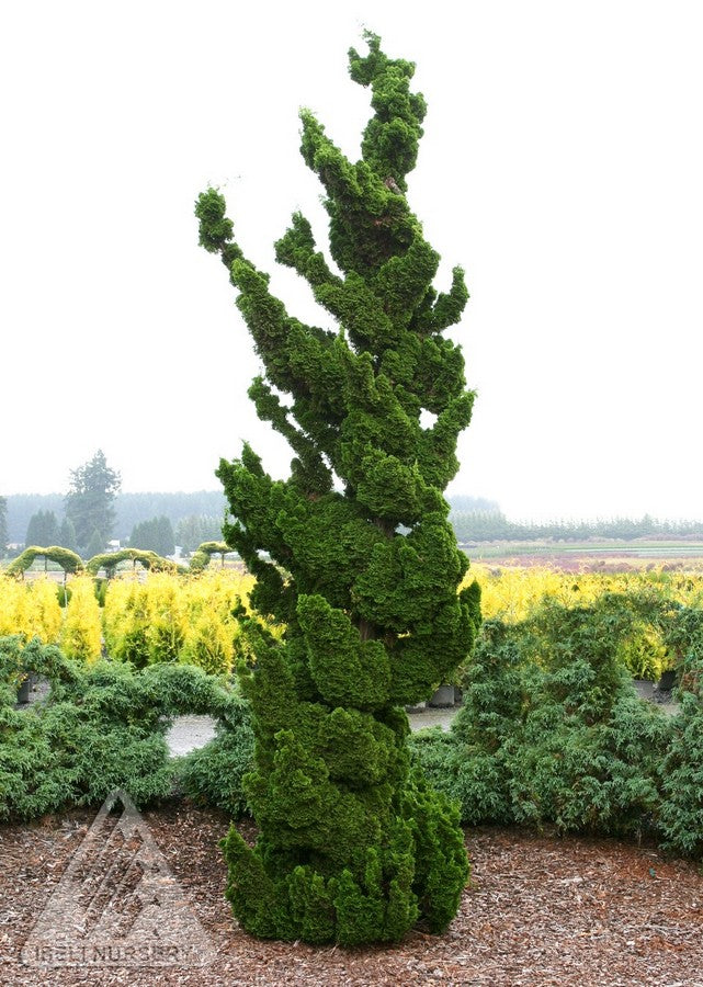 Chamaecyparis obtusa Spiralis Hinoki Falsecypress