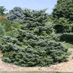 Picea bicolor Howell's Dwarf Tigertail Howell's Dwarf Tigertail Spruce