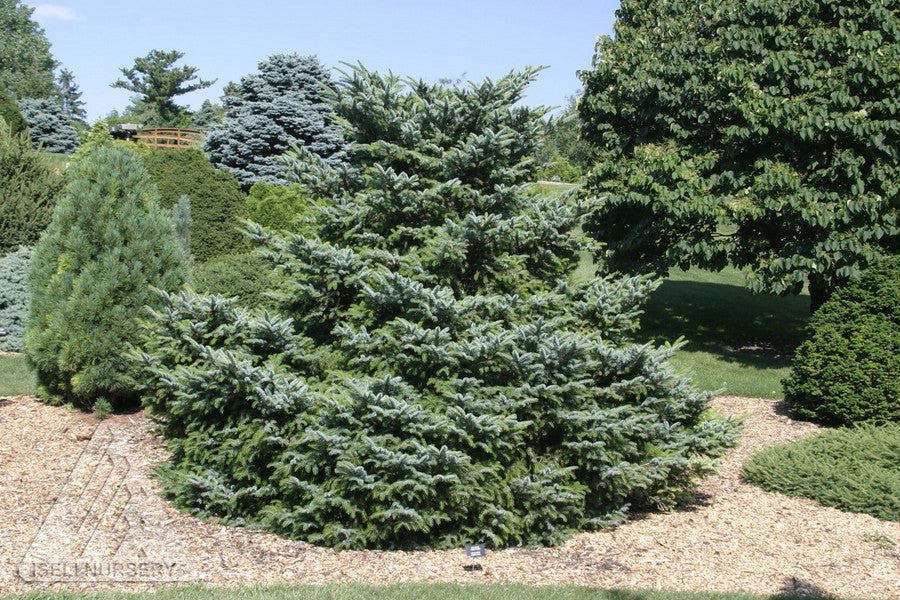 Picea bicolor Howell's Dwarf Tigertail Howell's Dwarf Tigertail Spruce