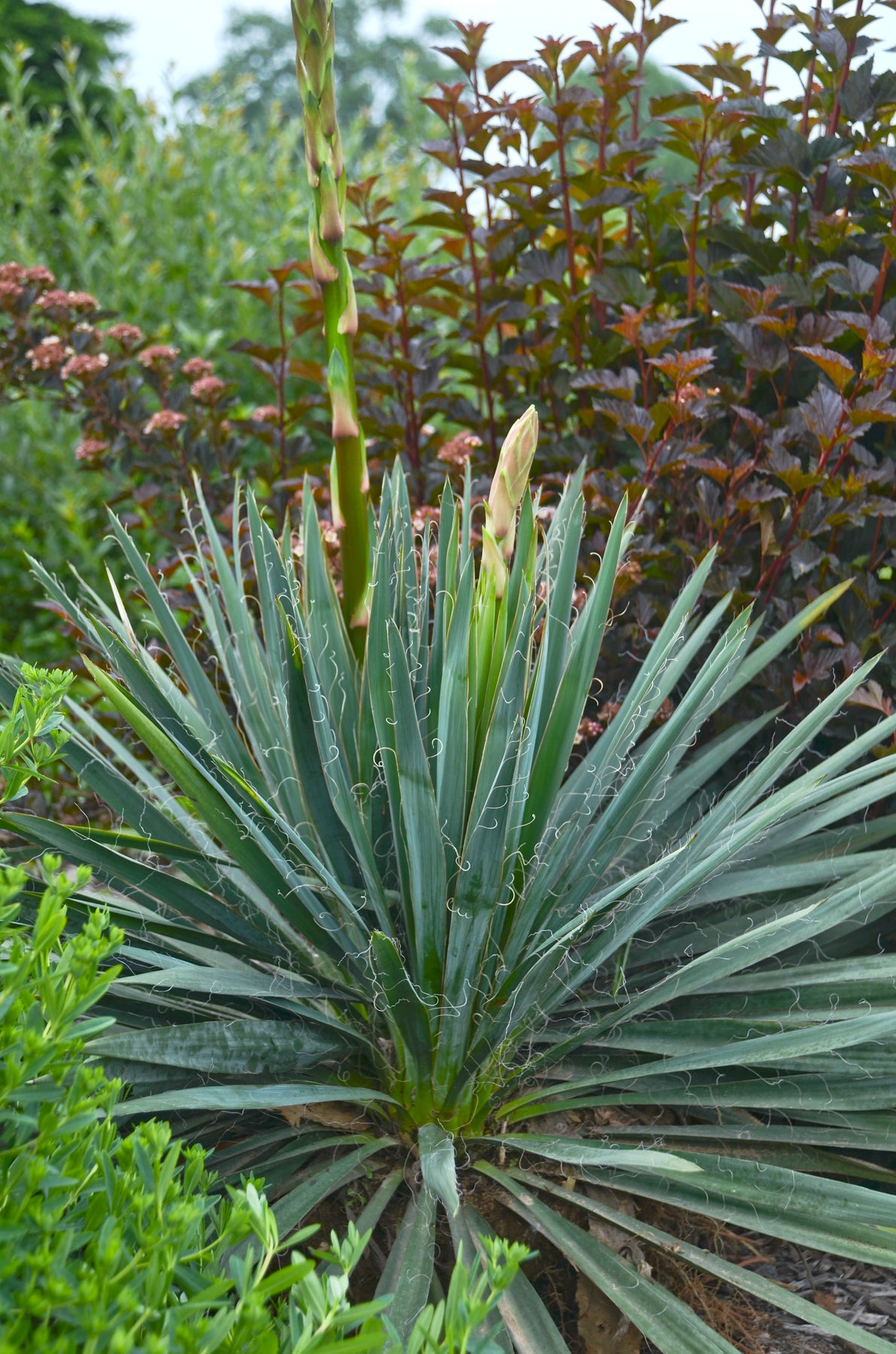 yucca plant canada Yucca – GardenTap