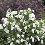 Exochorda x racemosa Snow Mountain PP25473 Snow Mountain Pearlbush