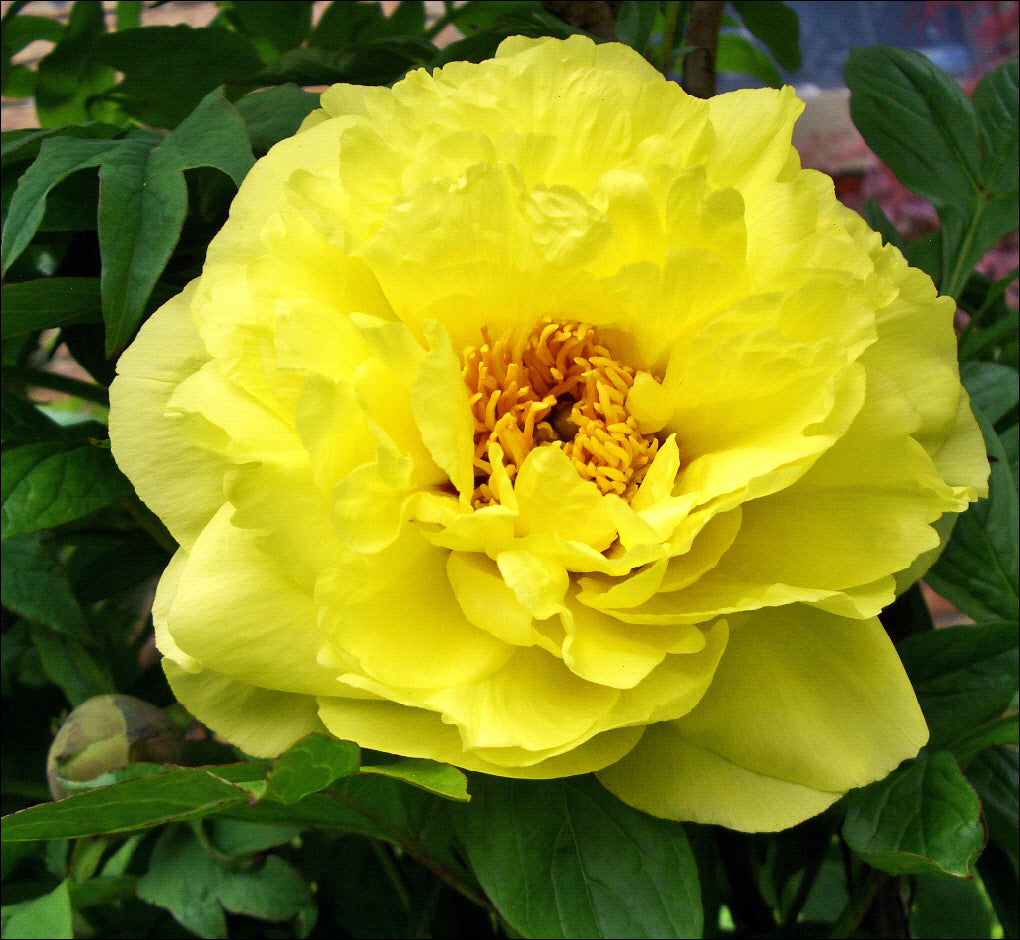 Paeonia suffruticosa Yellow Tree Peony