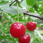 Cherry shrub Romeo Romeo Cherry