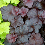 Heuchera x Obsidian PP14836, COPF Coral Bells