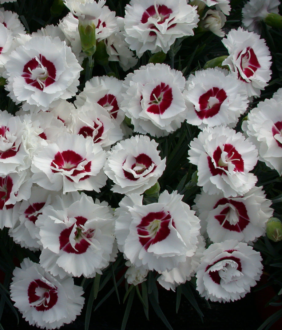 Dianthus x Coconut Surprise WP05 Yves PP18828, COPF Coconut Surprise Dianthus