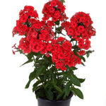 Phlox paniculata Red Flame PPAF Red Flame Phlox