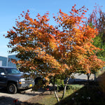Acer pseudosieboldianum x palmatum Northern Glow Hasselkus Northern Glow Maple