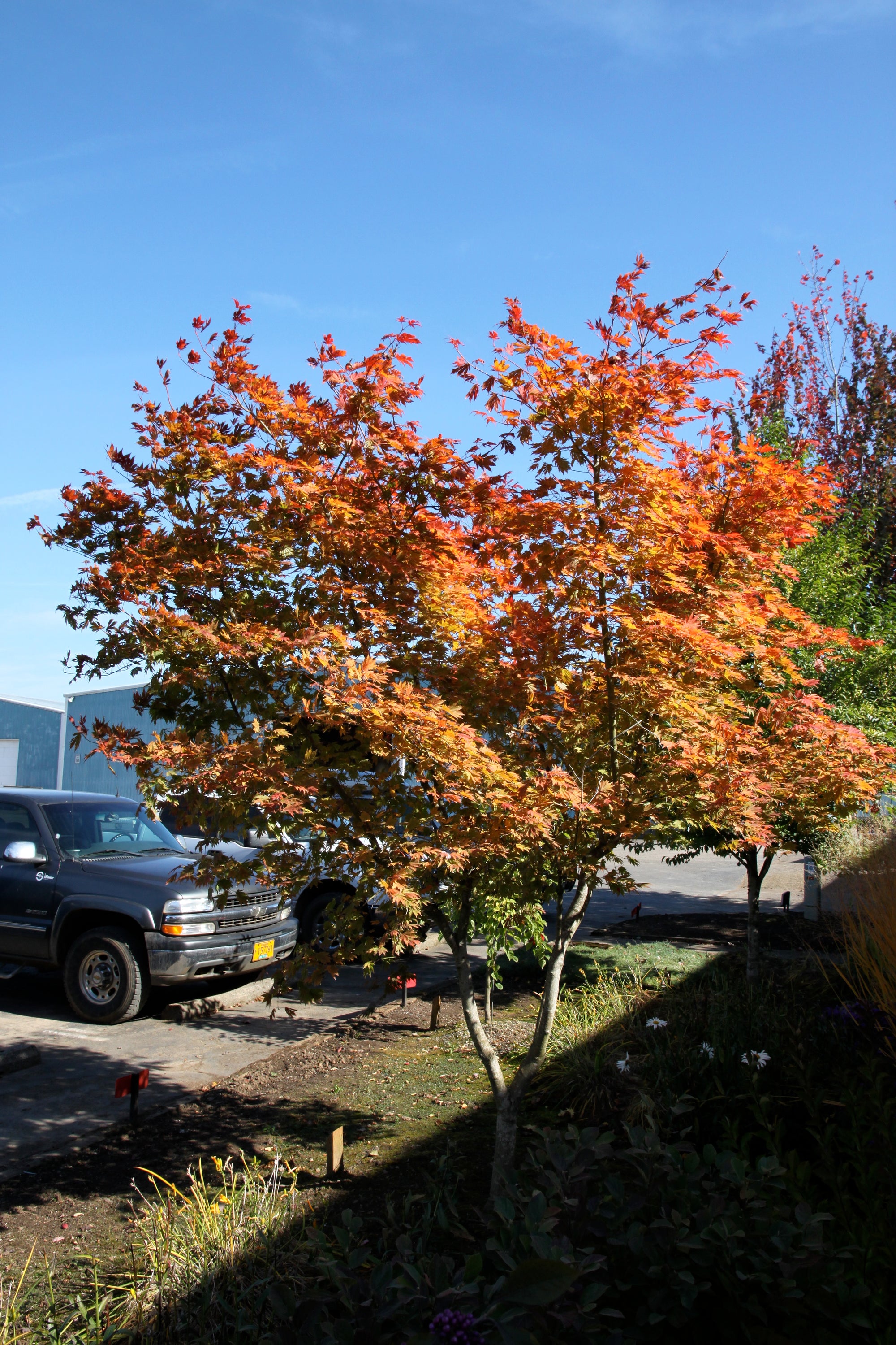 Acer pseudosieboldianum x palmatum Northern Glow Hasselkus Northern Glow Maple