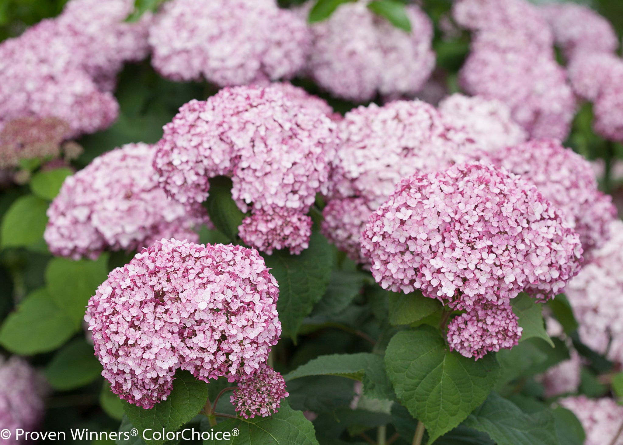 Hydrangea arborescens Incrediball Blush NCHA4 PP28280 Incrediball Blush Hydrangea