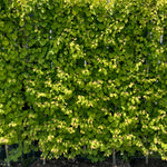 Cercidiphyllum japonicum Claim Jumper HSI1 Claim Jumper Katsura