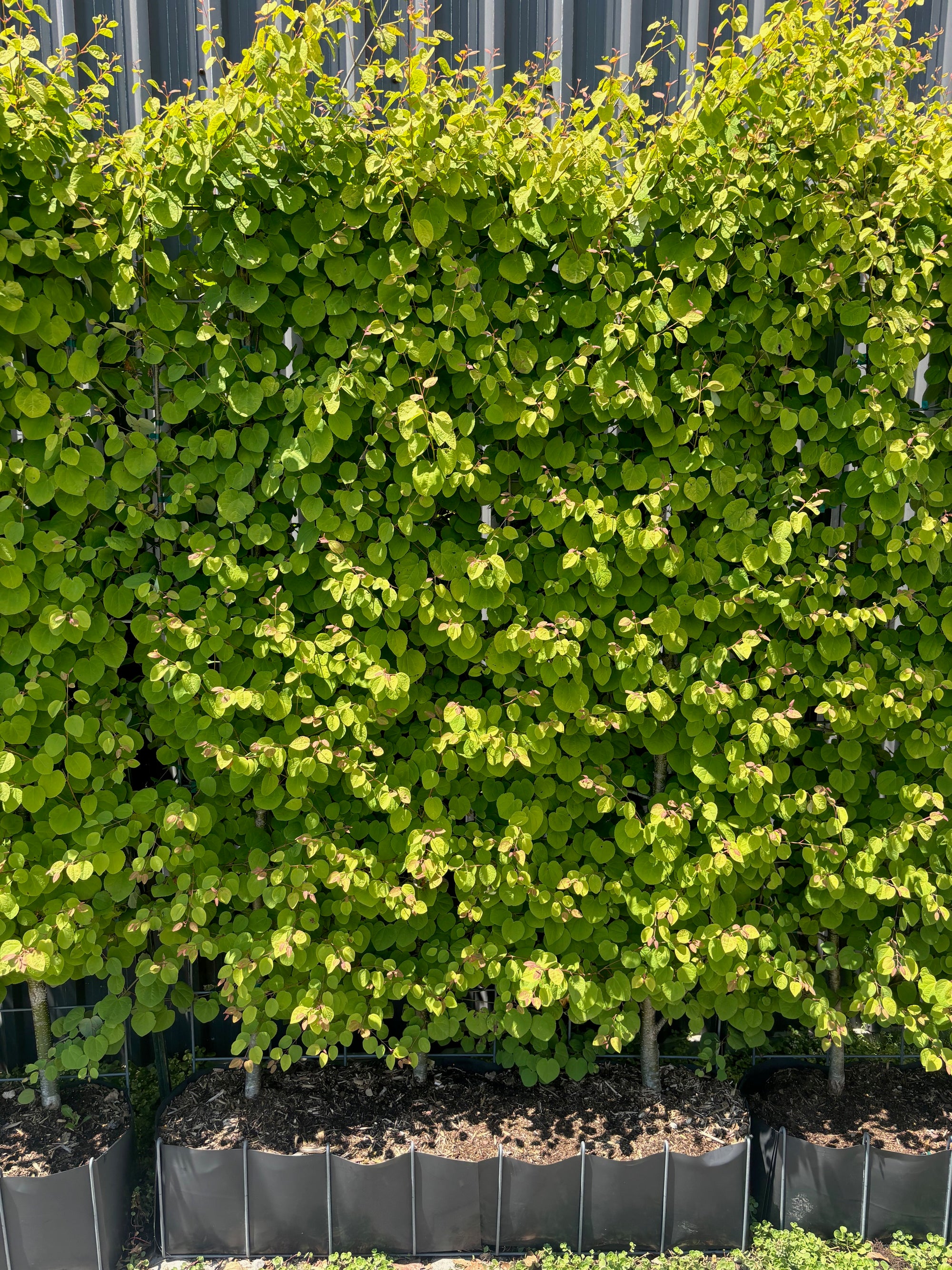 Cercidiphyllum japonicum Claim Jumper HSI1 Claim Jumper Katsura