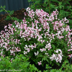 Deutzia x Yuki Cherry Blossom NCDX2 PP28347, CPBR5079 Yuki Cherry Blossom Deutzia