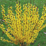 Forsythia x intermedia Show Off Starlet Minfor6 PP24361 Show Off Starlet Forsythia