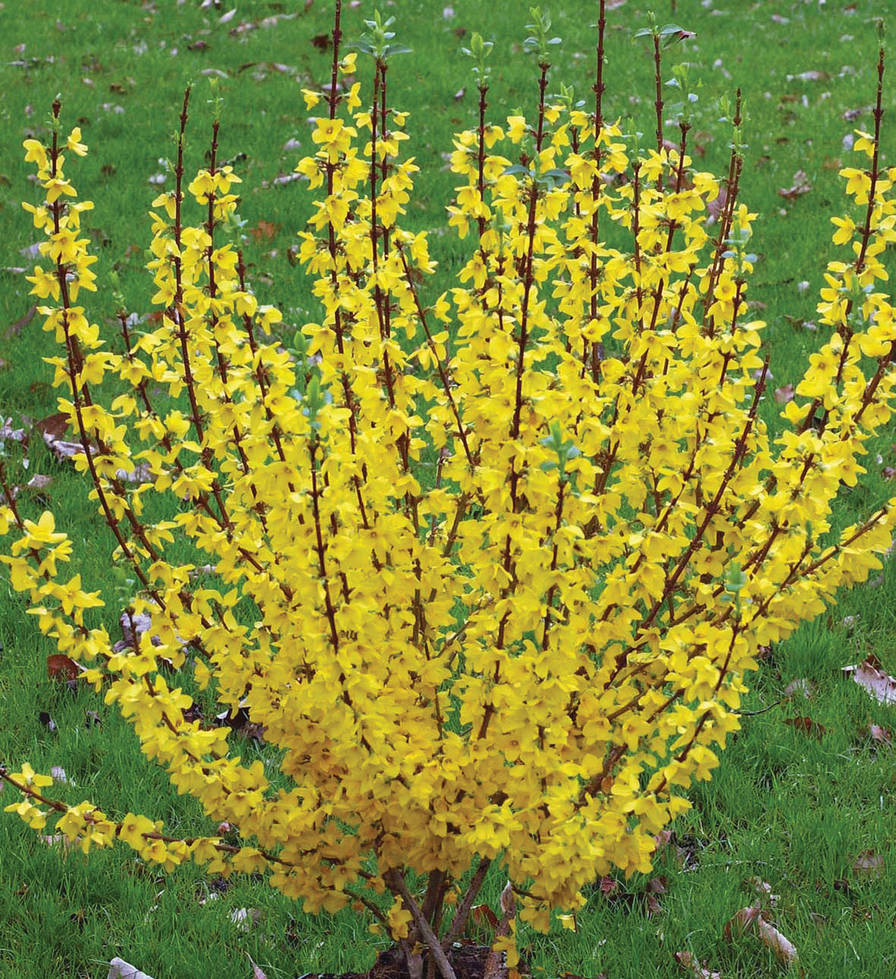 Forsythia x intermedia Show Off Starlet Minfor6 PP24361 Show Off Starlet Forsythia