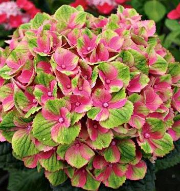Hydrangea macrophylla Everlasting Amethyst Hokomathyst PP22261 Everlasting Amethyst Hydrangea