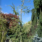 Larix decidua Horstmann's Recurva Horstmann's Recurved European Larch