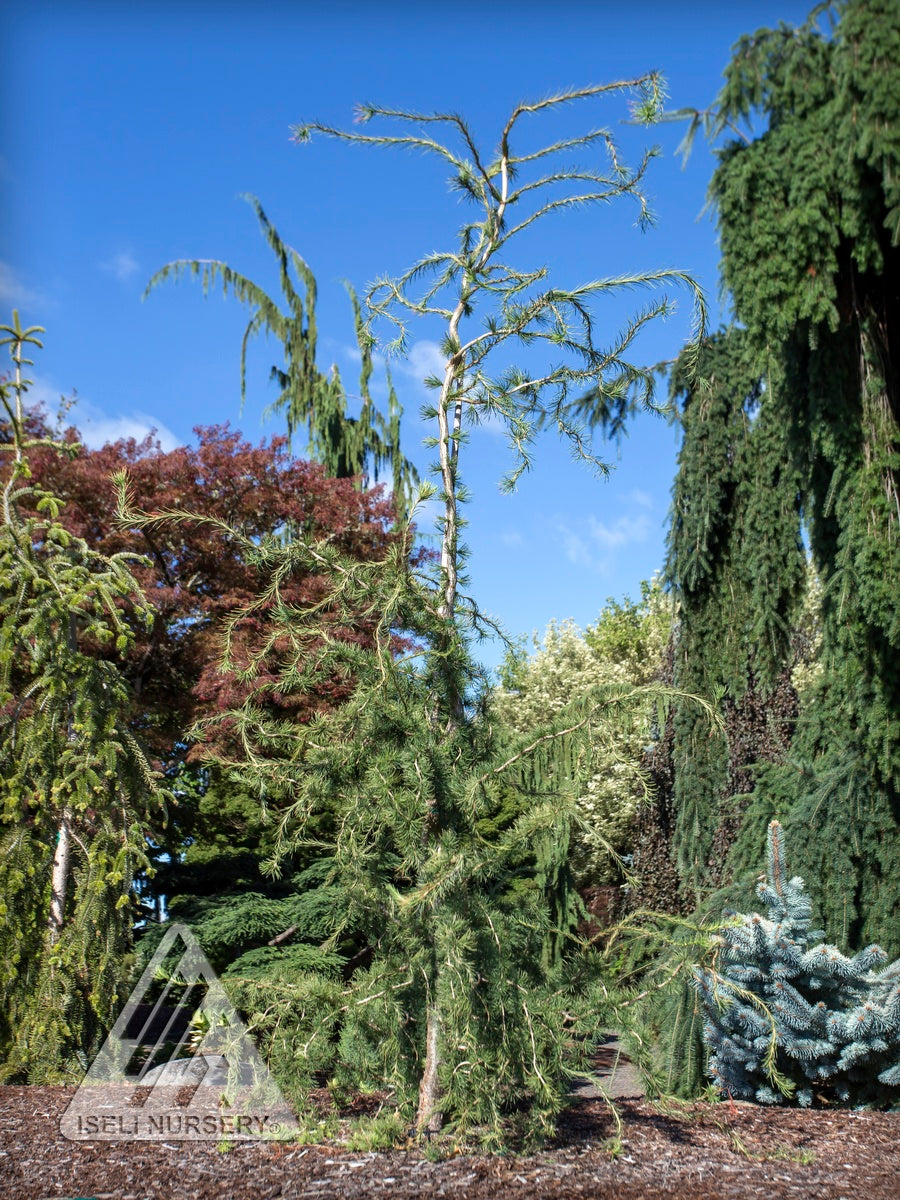 Larix decidua Horstmann's Recurva Horstmann's Recurved European Larch