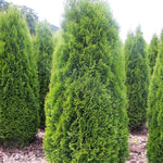 Thuja occidentalis Brandon Brandon Pyramidal Cedar