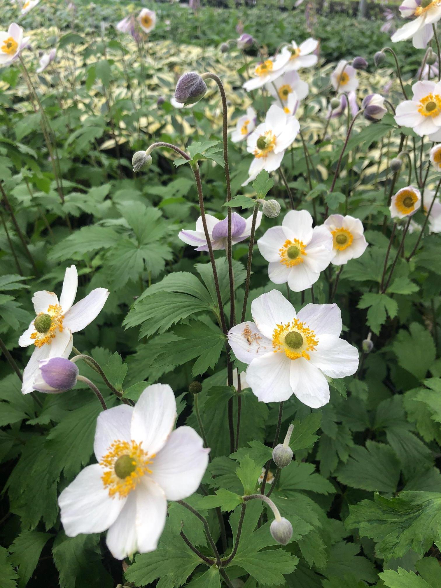 Elfin Swan Japanese Anemone – GardenTap