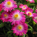 Delosperma cooperi Jewel of the Desert Amethyst DSAM13 1 PP27013 Jewel of the Desert Amethyst Ice Plant