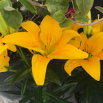 Lilium x Tiny Bee PP16255 Dwarf Asiatic Lily