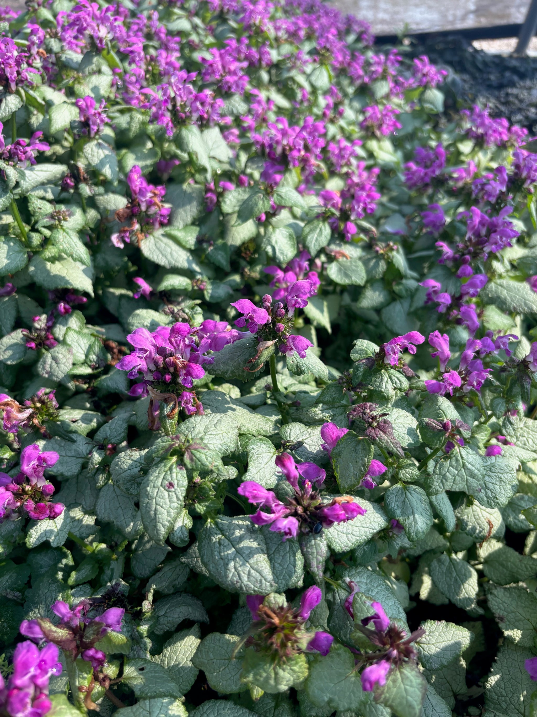 Lamium maculatum Ghost Creeping Lamium