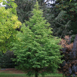 Metasequoia glyptostroboides Jade Prince JFS PN3Legacy Jade Prince Dawn Redwood