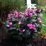 Chelone lyonii Tiny Tortuga Armtipp02 PP25350 Tiny Tortuga Turtlehead