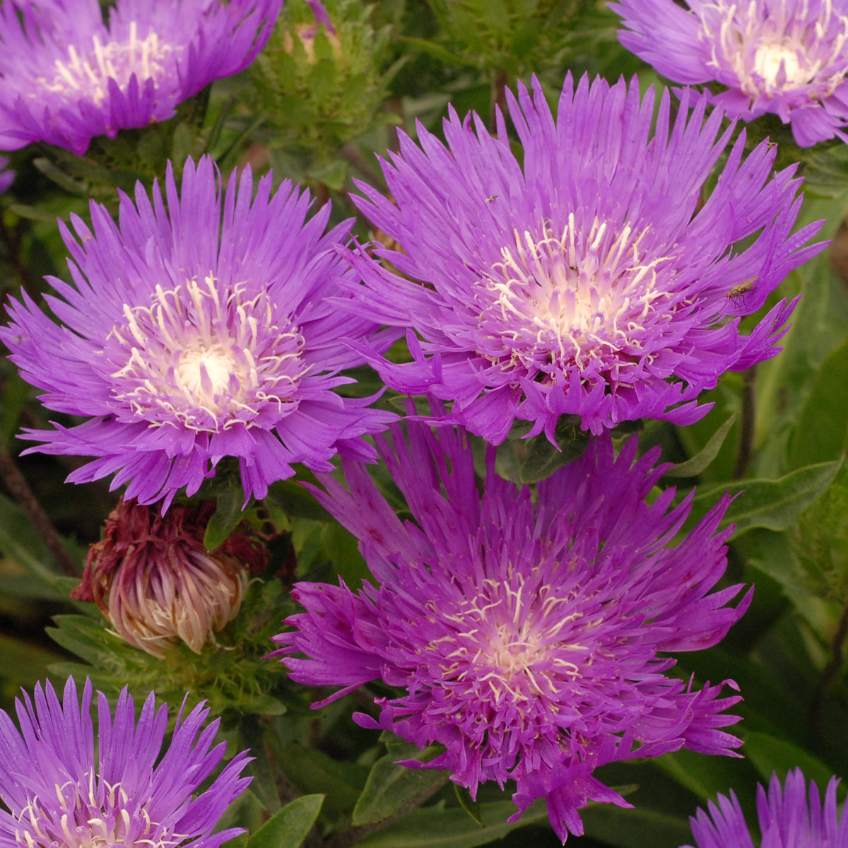 Stokesia laevis Honeysong Purple Stokes' Aster