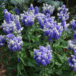 Veronica x Blue Bomb PP22509 Speedwell