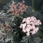 Sambucus nigra Laced Up SNR1292 PP29051, CPBRAF Laced Up Elderberry