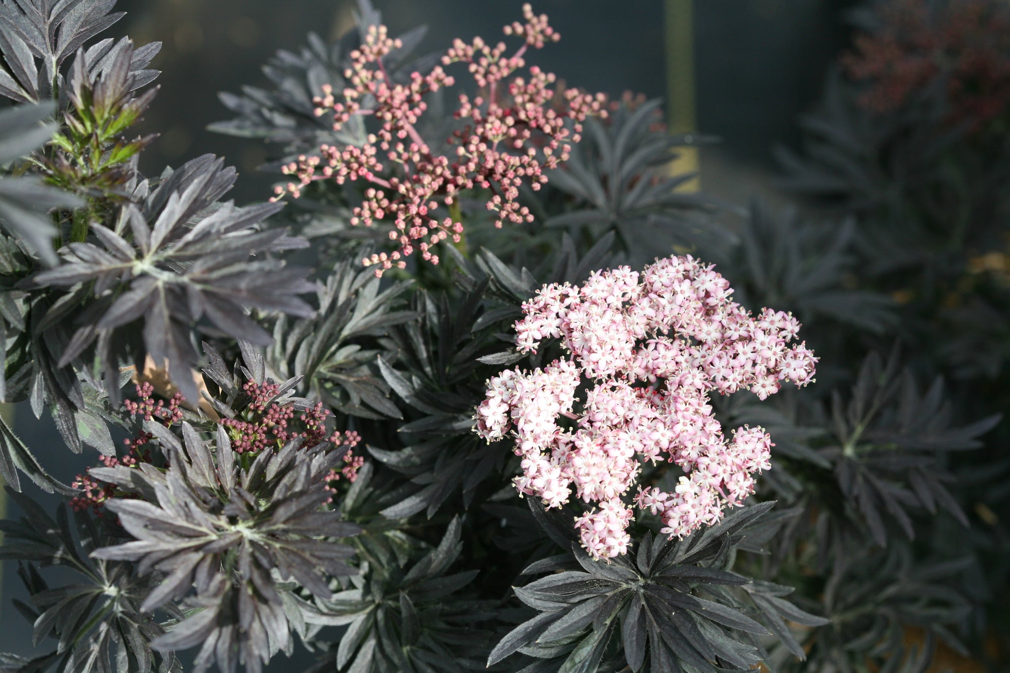 Sambucus nigra Laced Up SNR1292 PP29051, CPBRAF Laced Up Elderberry