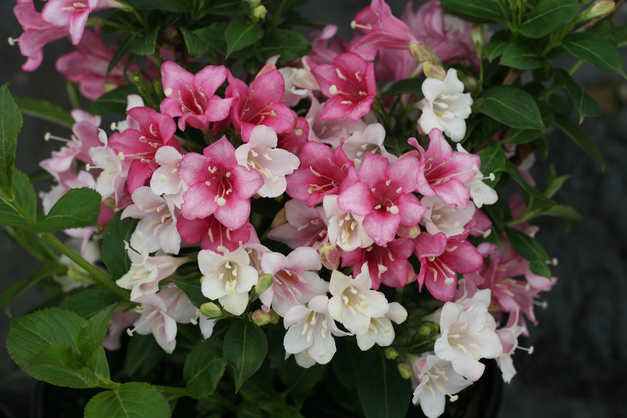 Weigela florida Czechmark Trilogy VUKOZGemini PP28969, CPBRAF Czechmark Trilogy Weigela
