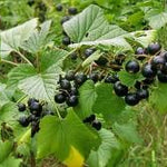 Ribes americanum Wild Black Currant