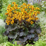 Ligularia dentata Pandora Pandora Dwarf Golden Ray