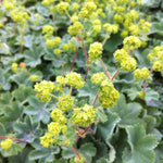 Alchemilla erythropoda Dwarf Lady's Mantle