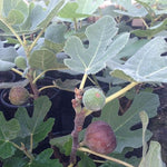 Ficus carica Chicago Hardy Chicago Hardy Fig