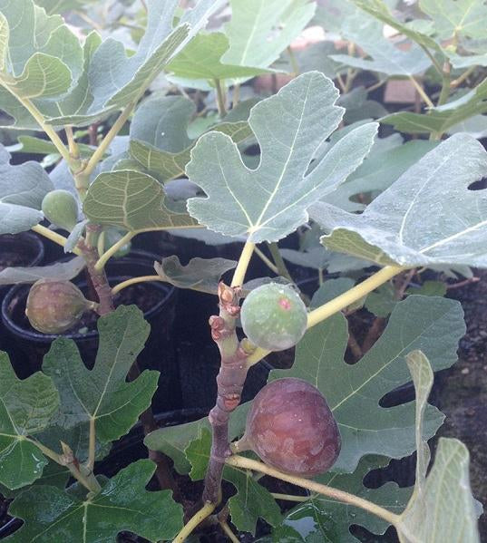 Ficus carica Chicago Hardy Chicago Hardy Fig