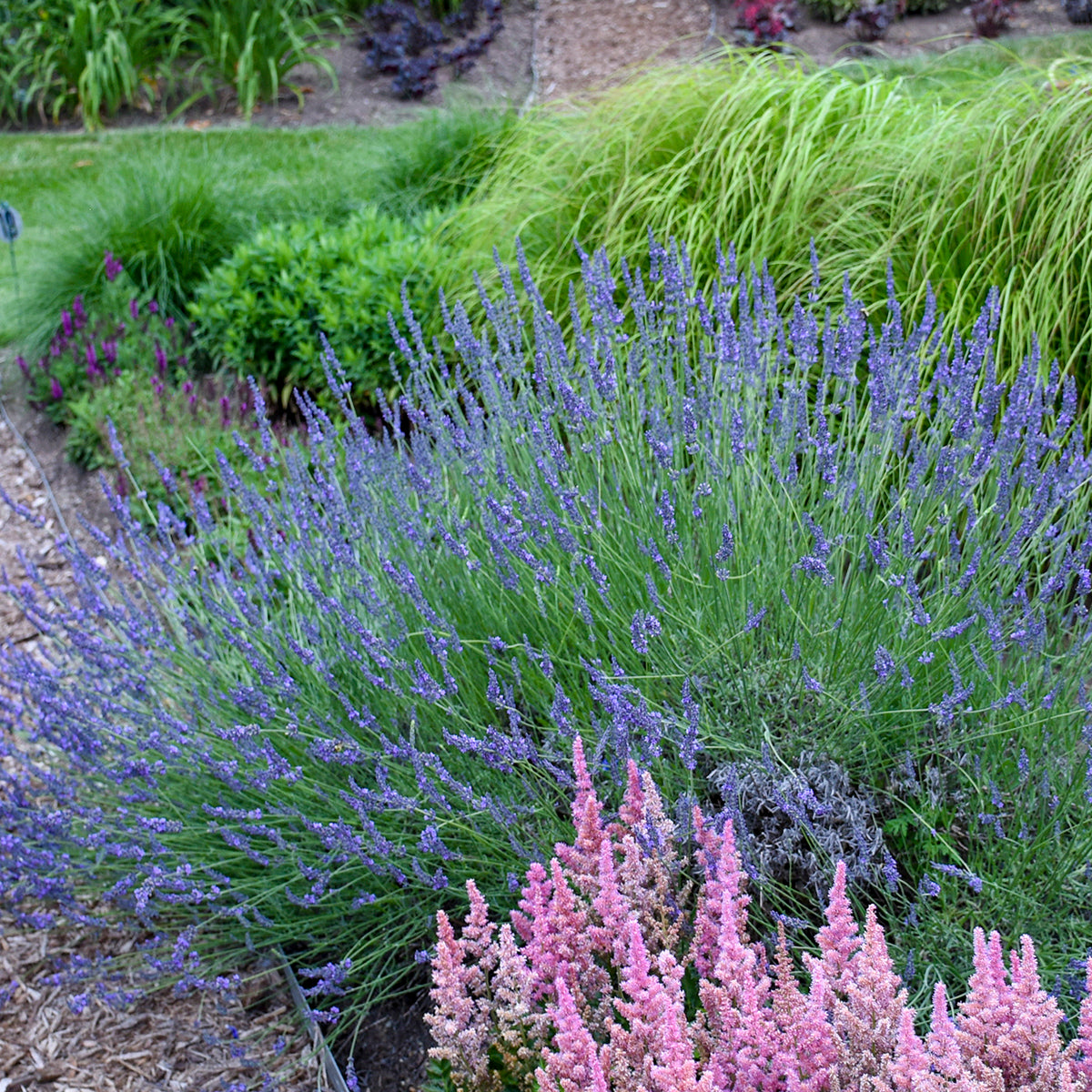 spike lavender plant Phenomenal® Fat Spike Lavender – GardenTap